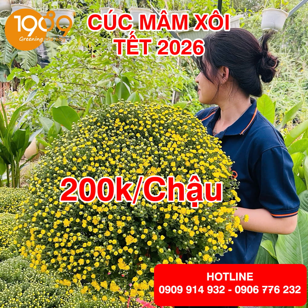 Giá cúc mâm xôi Tết 2026 khoảng bao nhiêu