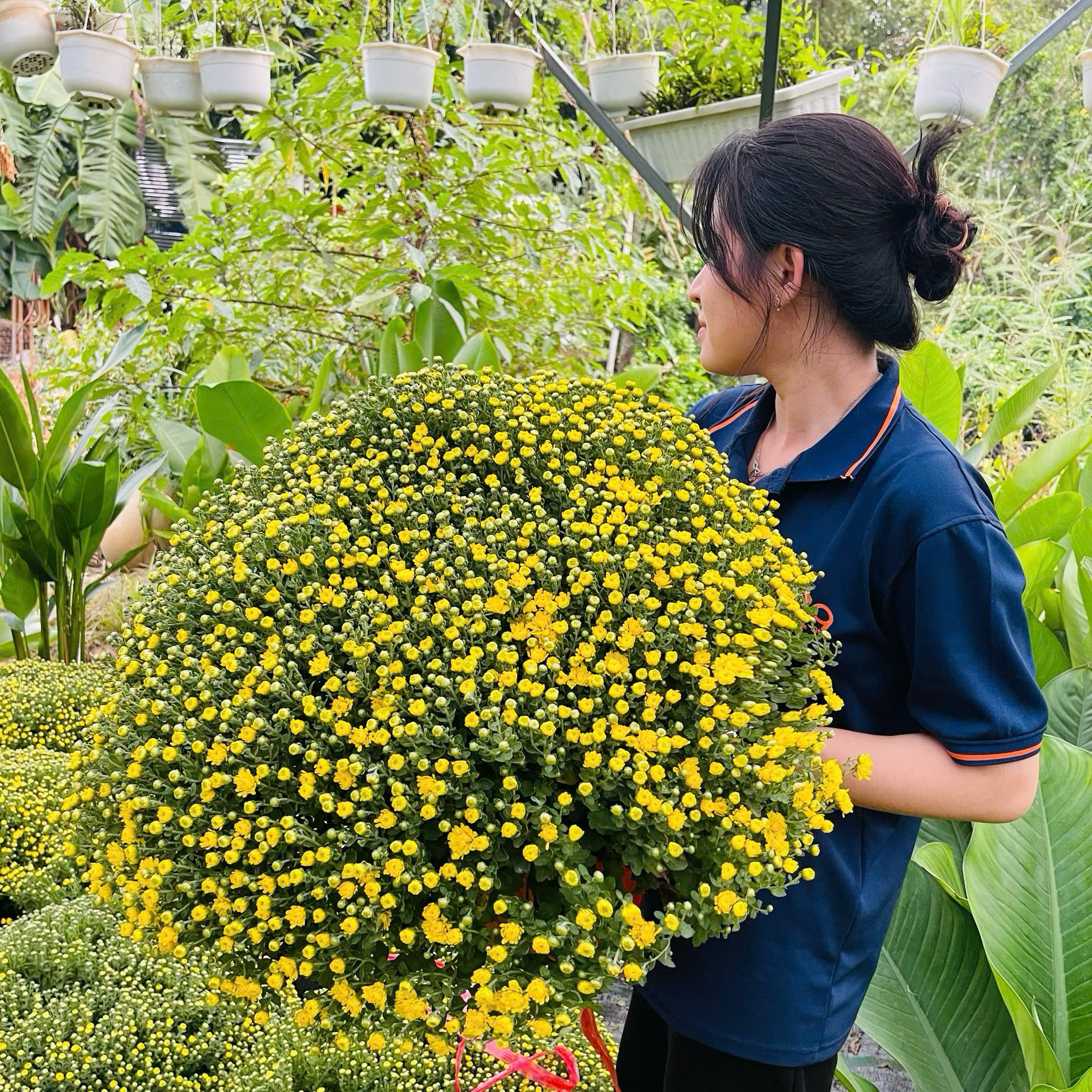 Hoa Cúc Mâm Xôi Trang Trí Tết - Đặc Điểm, Ý Nghĩa & Cách Chăm Sóc