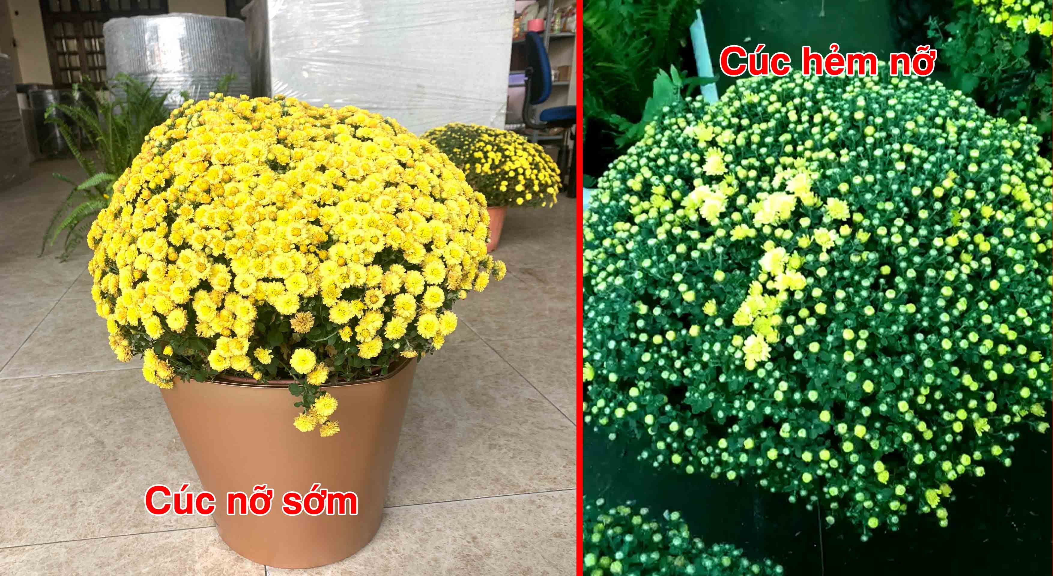 Mua hoa khi nụ chưa đủ hoặc đã nở hết