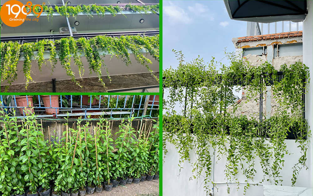 Cúc tần Ấn Độ rủ