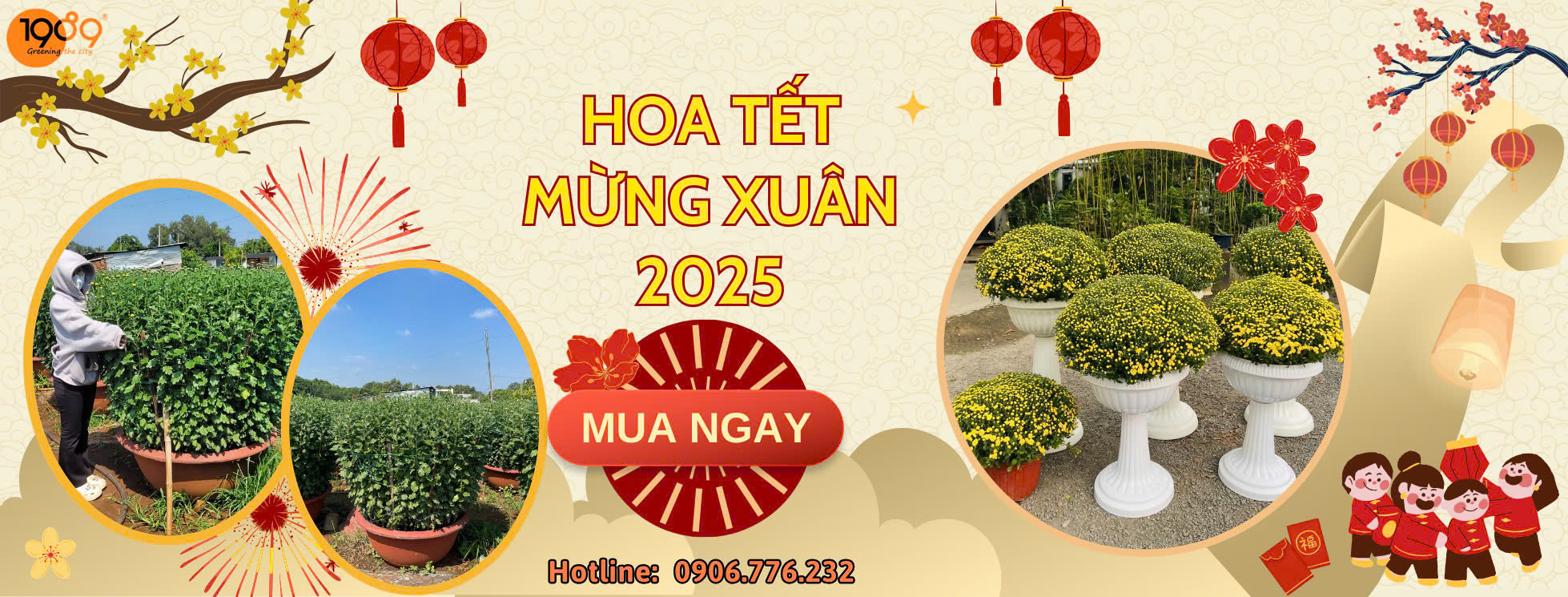 hoa cúc đại đóa