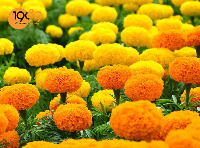 40 Loài Hoa Đẹp Nhất Thế Giới – Ý Nghĩa & Vẻ Đẹp Cuốn Hút