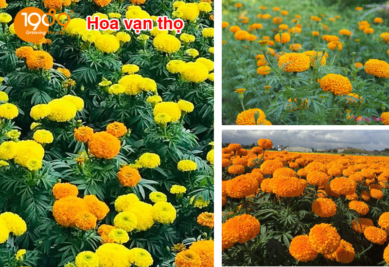Hoa Vạn Thọ