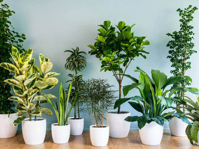 cây xanh văn phòng