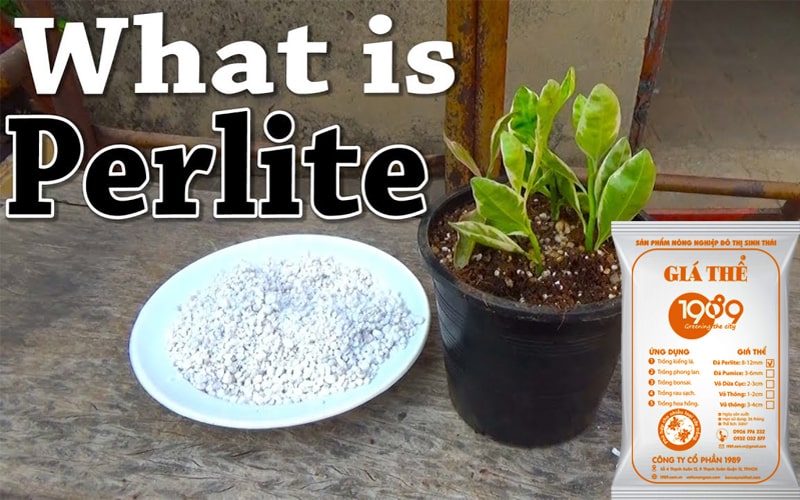 1. Đá trân châu Perlite là gì ?