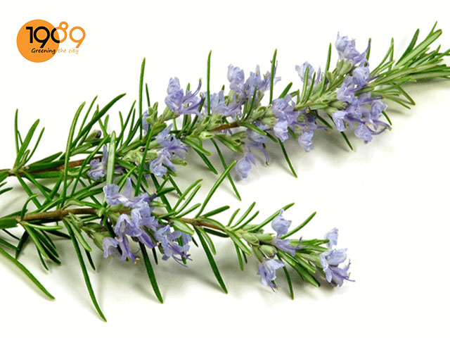 cây đuổi muỗi trong nhà