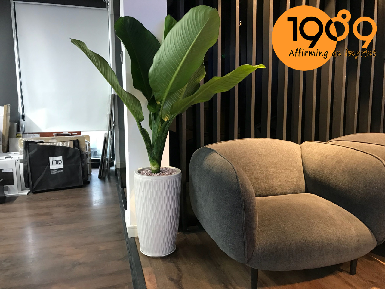 Cây để sàn cho nhà thiếu sáng: 12 lựa chọn xanh mát và bí quyết chăm sóc bất bại