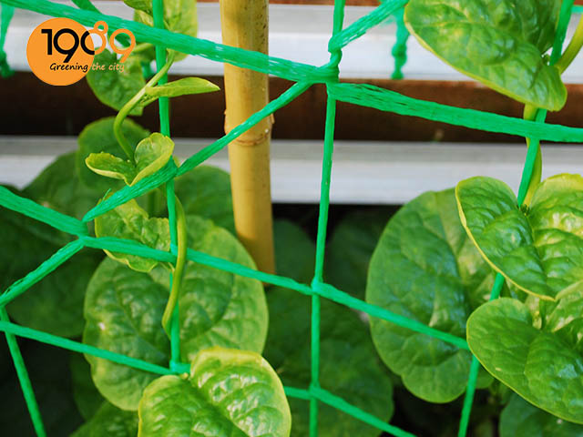 Dan giay nhua cach trong rau mong toi