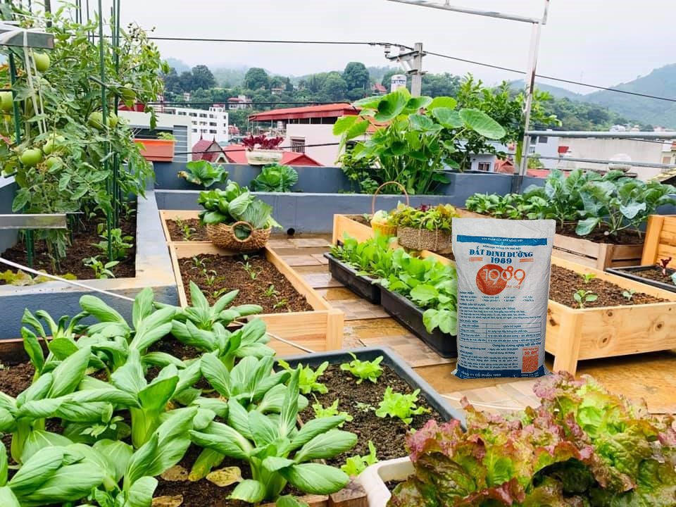 ĐẤT DINH DƯỠNG 1989