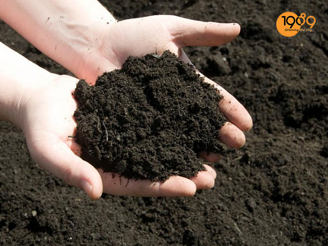 đất tốt trồng rau