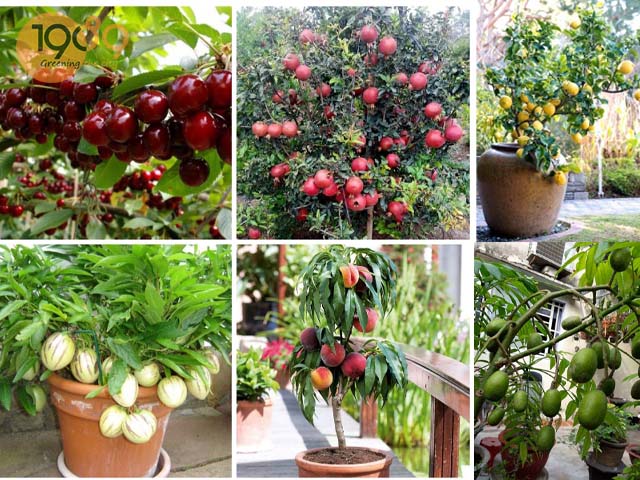 đất thịt nhẹ tự nhiên hữu cơ hcm trồng cây ăn quả