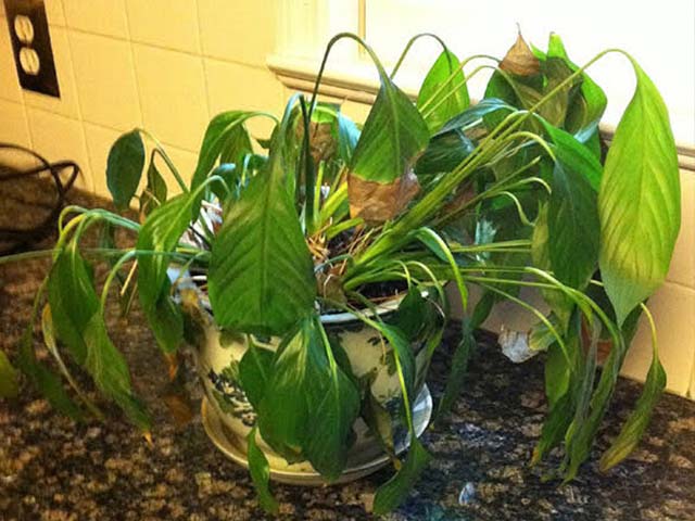 đất trong chậu bị úng