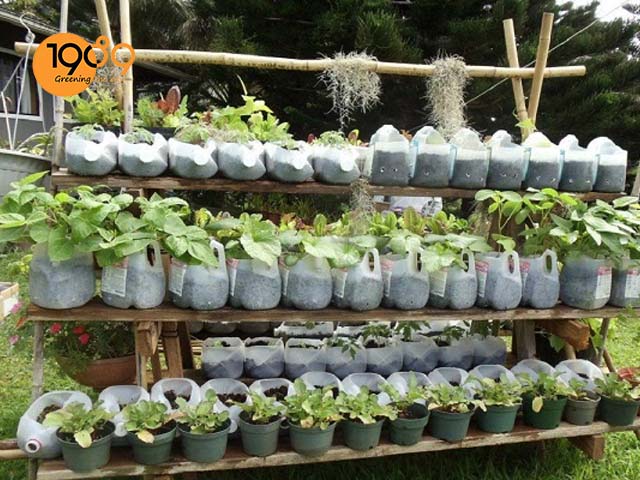 Bí quyết độc trồng cây từ vỏ chai nhựa #10 Bí quyết độc trồng cây từ vỏ chai nhựa