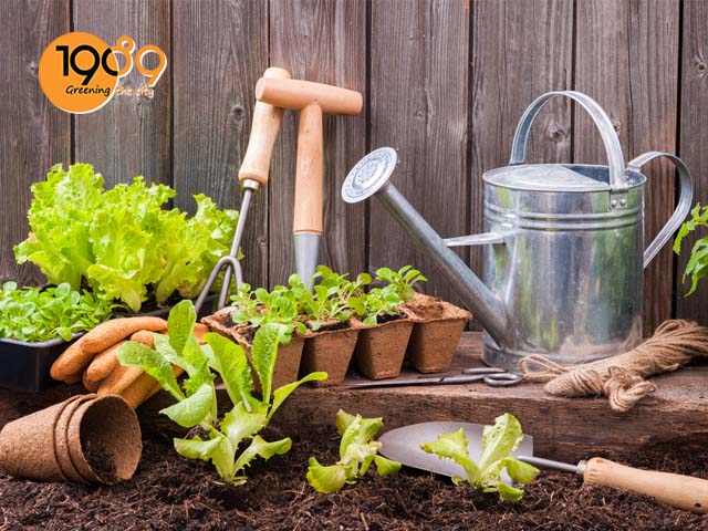 đất trồng rau sạch tại nhà