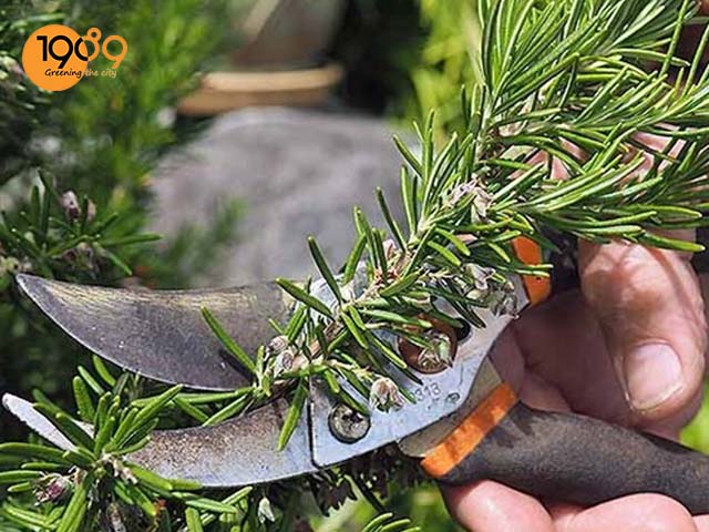 cây hương thảo bị chết