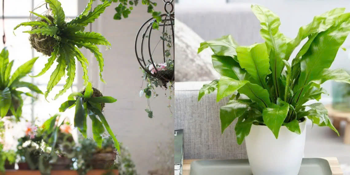 Cây Ráng Ổ Phụng