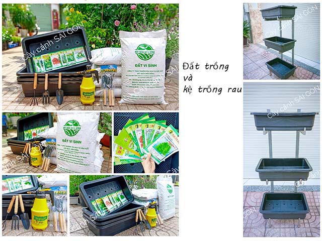 Địa chỉ mua bán đất trồng cây rau ở Tân Bình TPHCM cây cảnh sài gòn