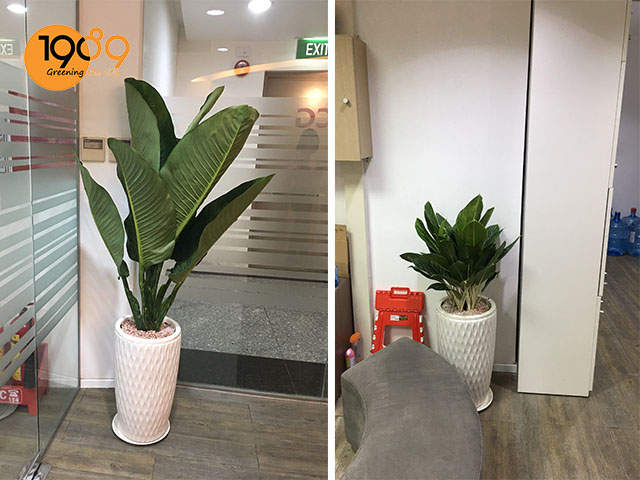 dịch vụ cho thuê cây cảnh cây đại phú gia