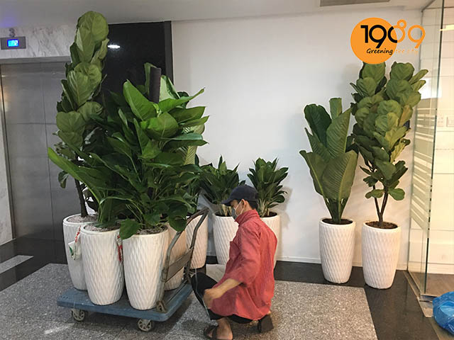 dịch vụ cho thuê cây cảnh cây nội thất đẹp