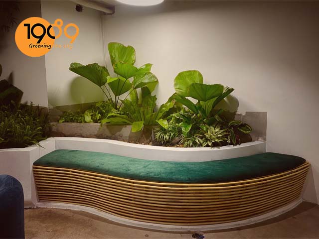 dịch vụ cho thuê thuê cây xanh văn phòng giao hàng tiết kiệm 3