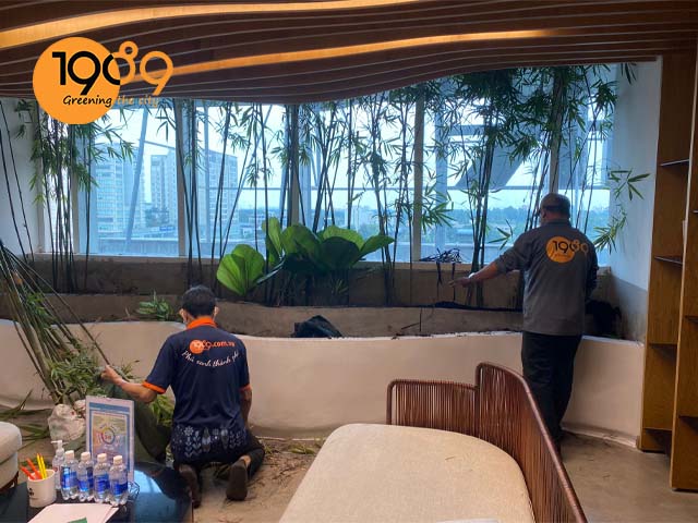 dịch vụ cho thuê thuê cây xanh văn phòng giao hàng tiết kiệm 4