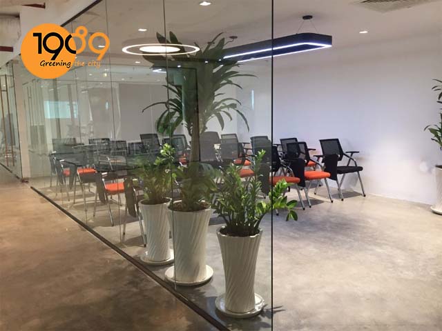 dịch vụ cho thuê thuê cây xanh văn phòng giao hàng tiết kiệm đẹp