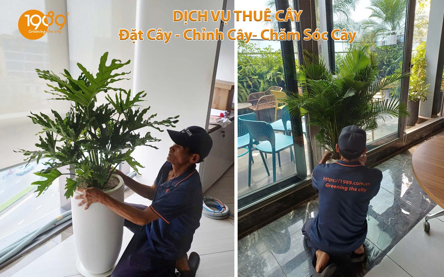 Dịch Vụ Thuê Cây Văn Phòng Trọn Gói: Siêu Rẻ, Tiêu Chuẩn & Cao Cấp