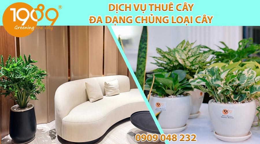 Gói Thuê Cây Xanh Nội Thất Siêu Rẻ: Chăm Sóc 2 Lần/Tuần & Thay Cây Miễn Phí