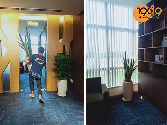 dịch vụ thuê cây xanh văn phòng tại Q7