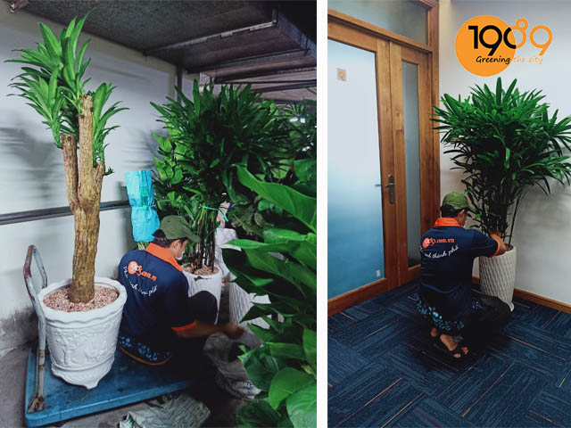 dich vu thue cay xanh van phong tphcm