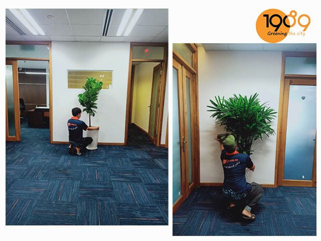 Dịch Vụ Cho Thuê Cây Xanh Văn Phòng Cao Cấp – Dịch Vụ Trọn Gói Chuyên Nghiệp