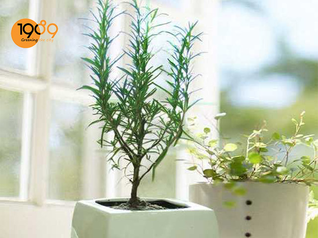 đất trồng cây hương thảo