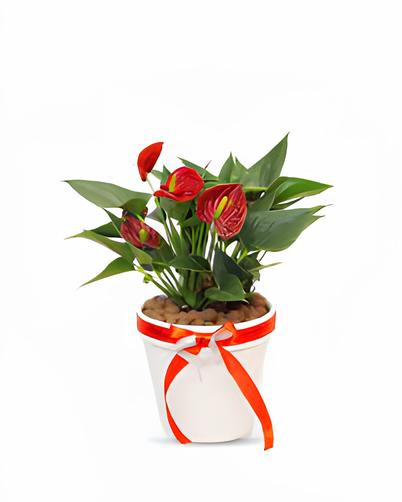 cây noel để bàn