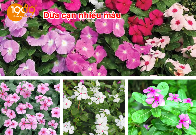 Dừa cạn nhiều màu