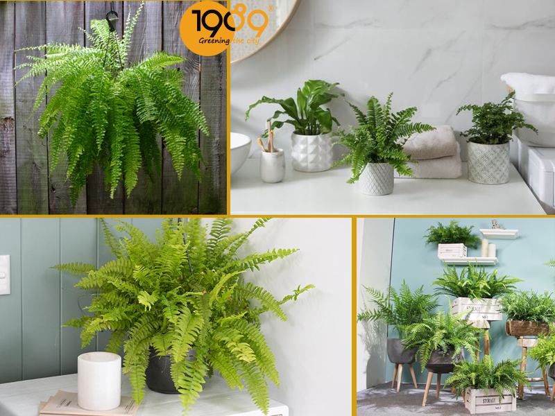 Top 10 Cây Để Sàn Lọc Khí: Trang Trí Đẹp, Làm Sạch Không Gian, Dễ Chăm Sóc