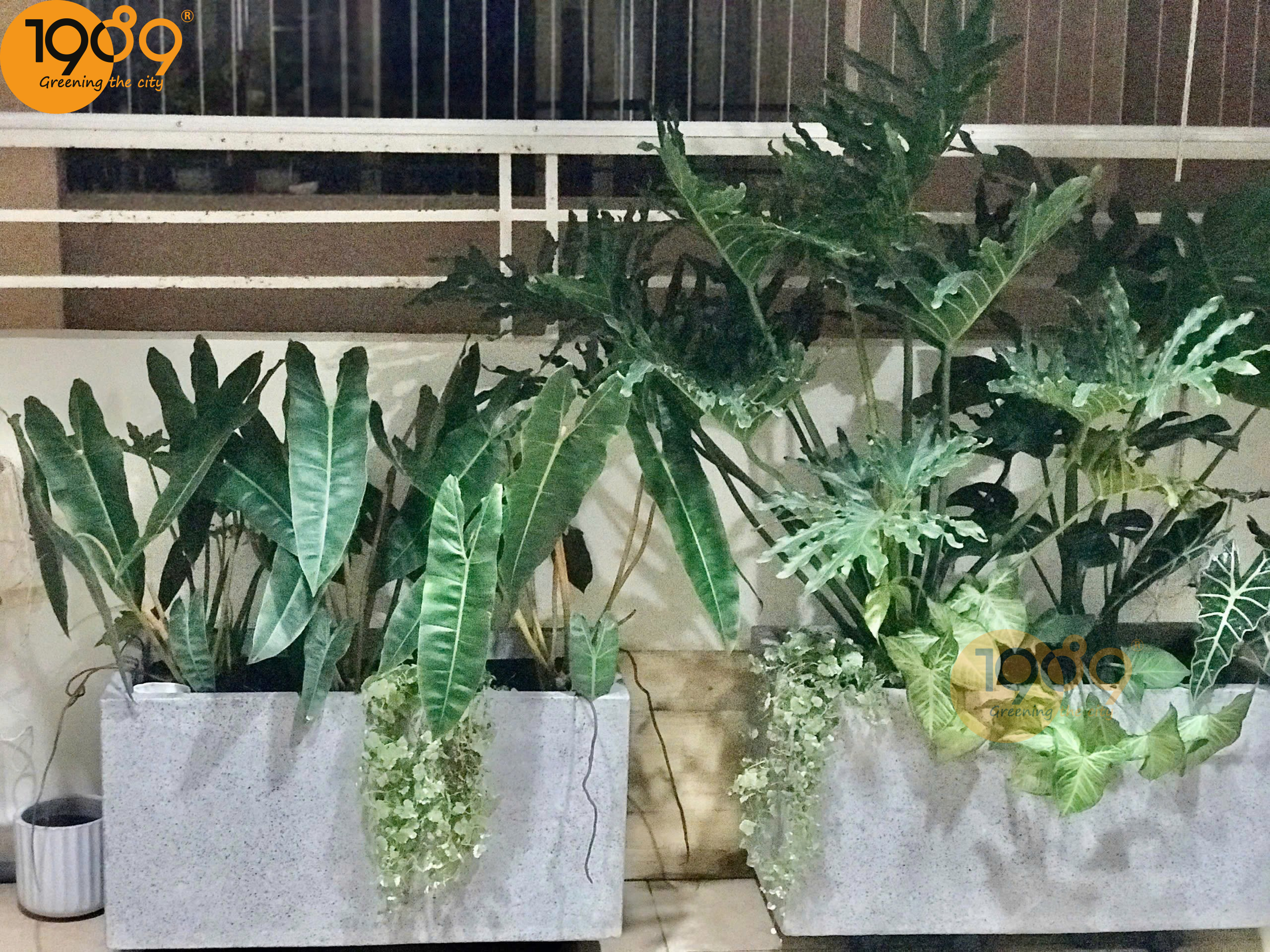 Top 39+ cây xanh ban công đẹp: Hướng dẫn trồng & phối “vườn treo” xanh mát
