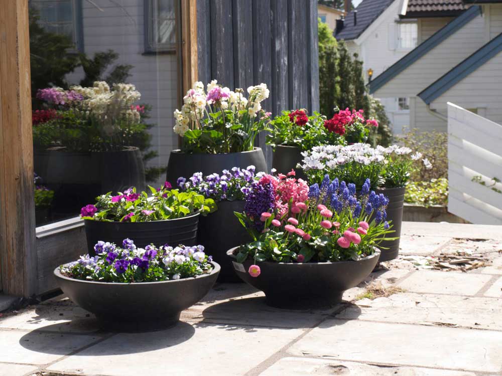 Mua Chậu Trồng Hoa Hồng Đẹp