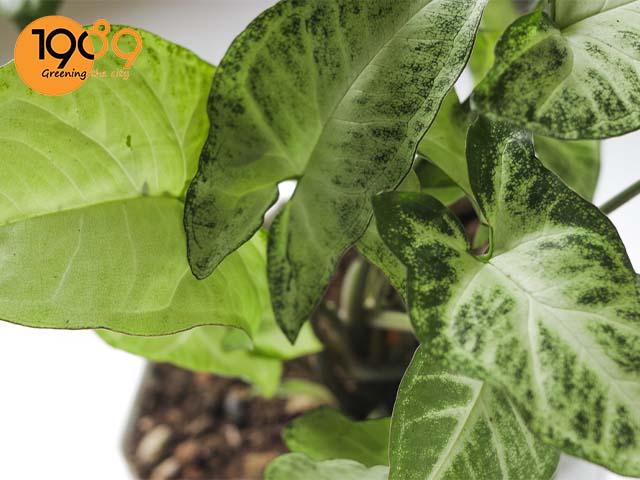 quét mã vật tư nông sản