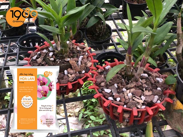 giá thể trồng hoa lan