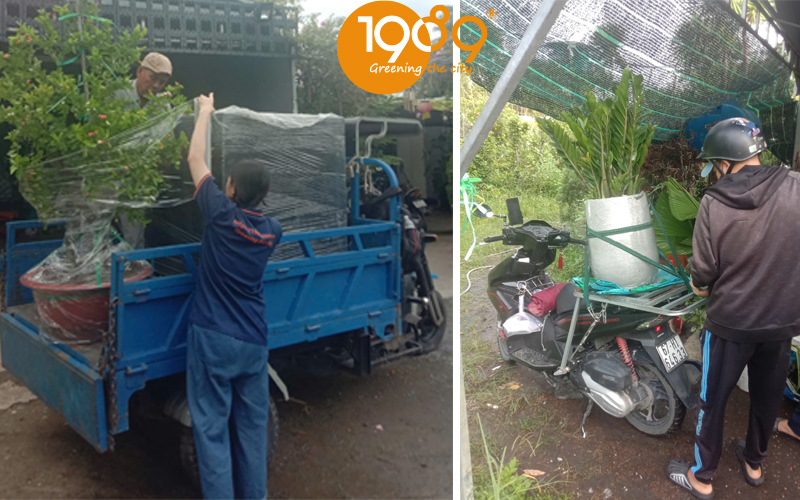 Bí Kíp Mua Cây Xanh Online: An Toàn & Đơn Giản