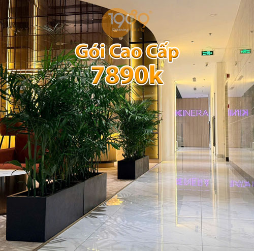 Dịch Vụ Cho Thuê Cây Xanh Văn Phòng Trọn Gói A-Z