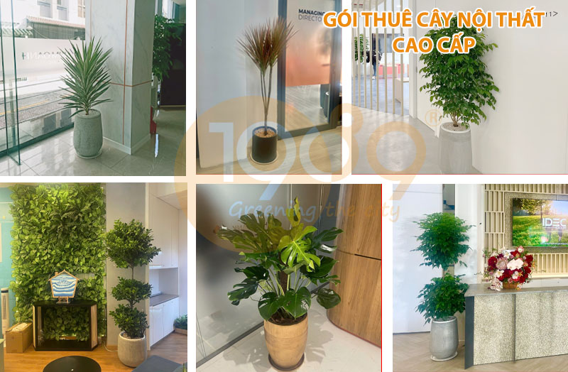 Dịch Vụ Cho Thuê Cây Xanh Văn Phòng Cao Cấp – Dịch Vụ Trọn Gói Chuyên Nghiệp