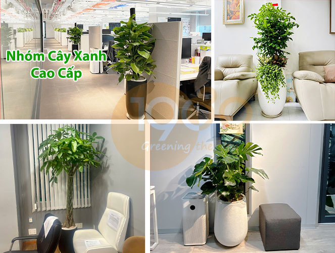 Gói Thuê Cây Xanh Nội Thất Siêu Rẻ: Chăm Sóc 2 Lần/Tuần & Thay Cây Miễn Phí