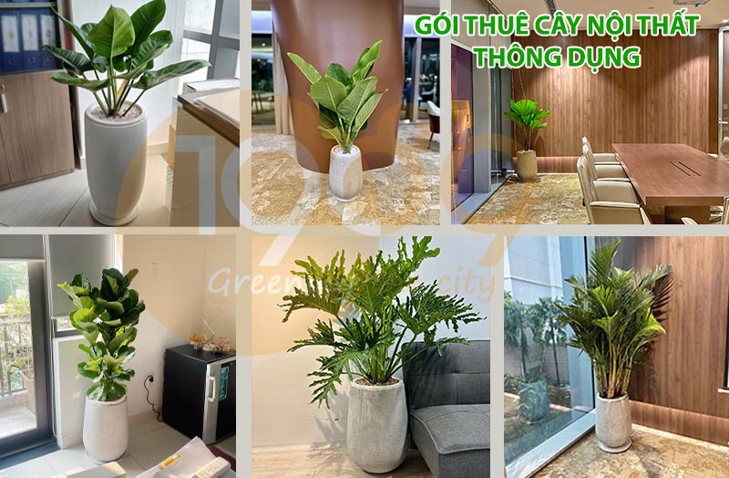 Gói Thuê Cây Xanh Nội Thất Siêu Rẻ: Chăm Sóc 2 Lần/Tuần & Thay Cây Miễn Phí