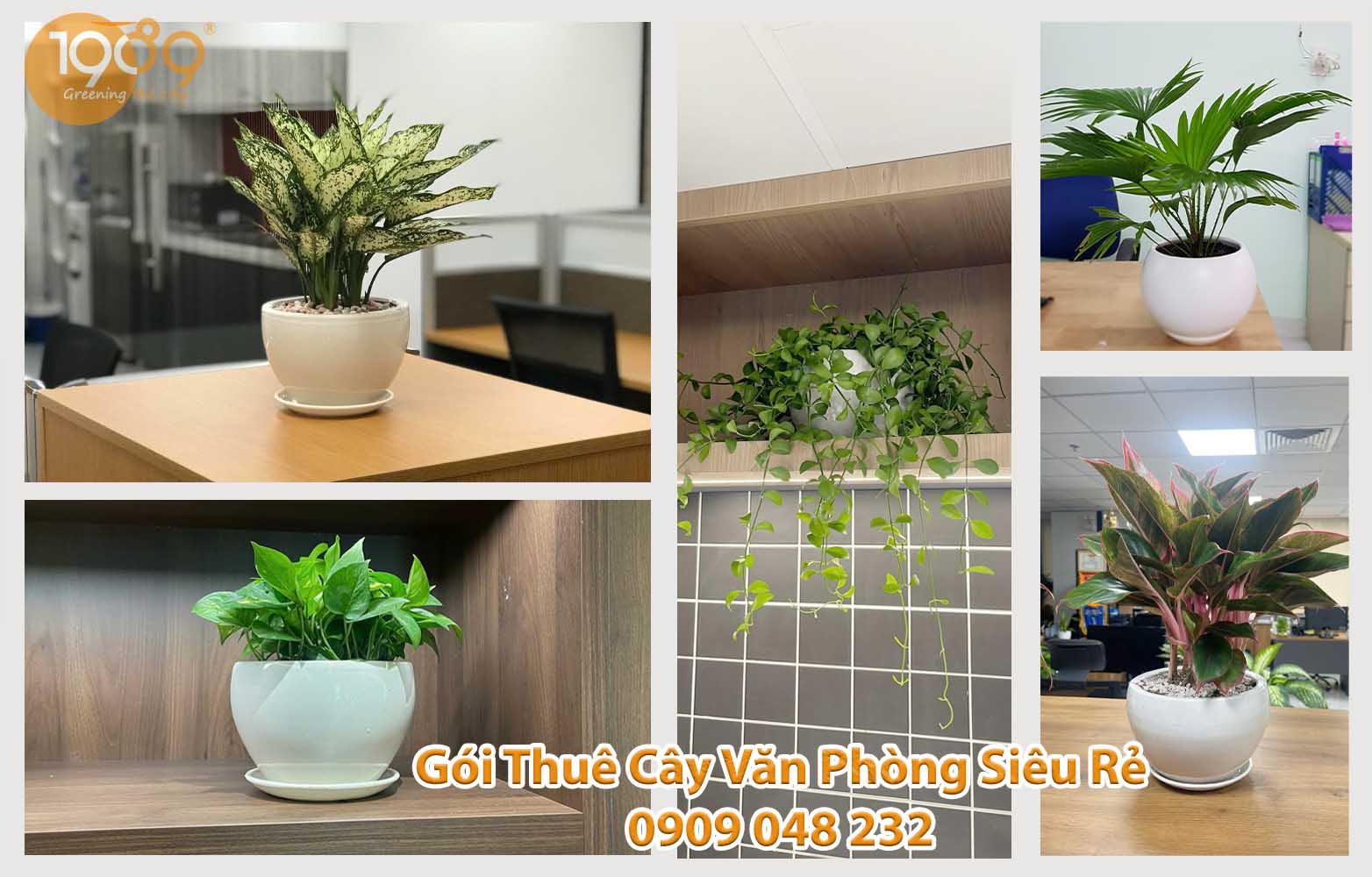 Gói Thuê Cây Xanh Nội Thất Siêu Rẻ: Chăm Sóc 2 Lần/Tuần & Thay Cây Miễn Phí