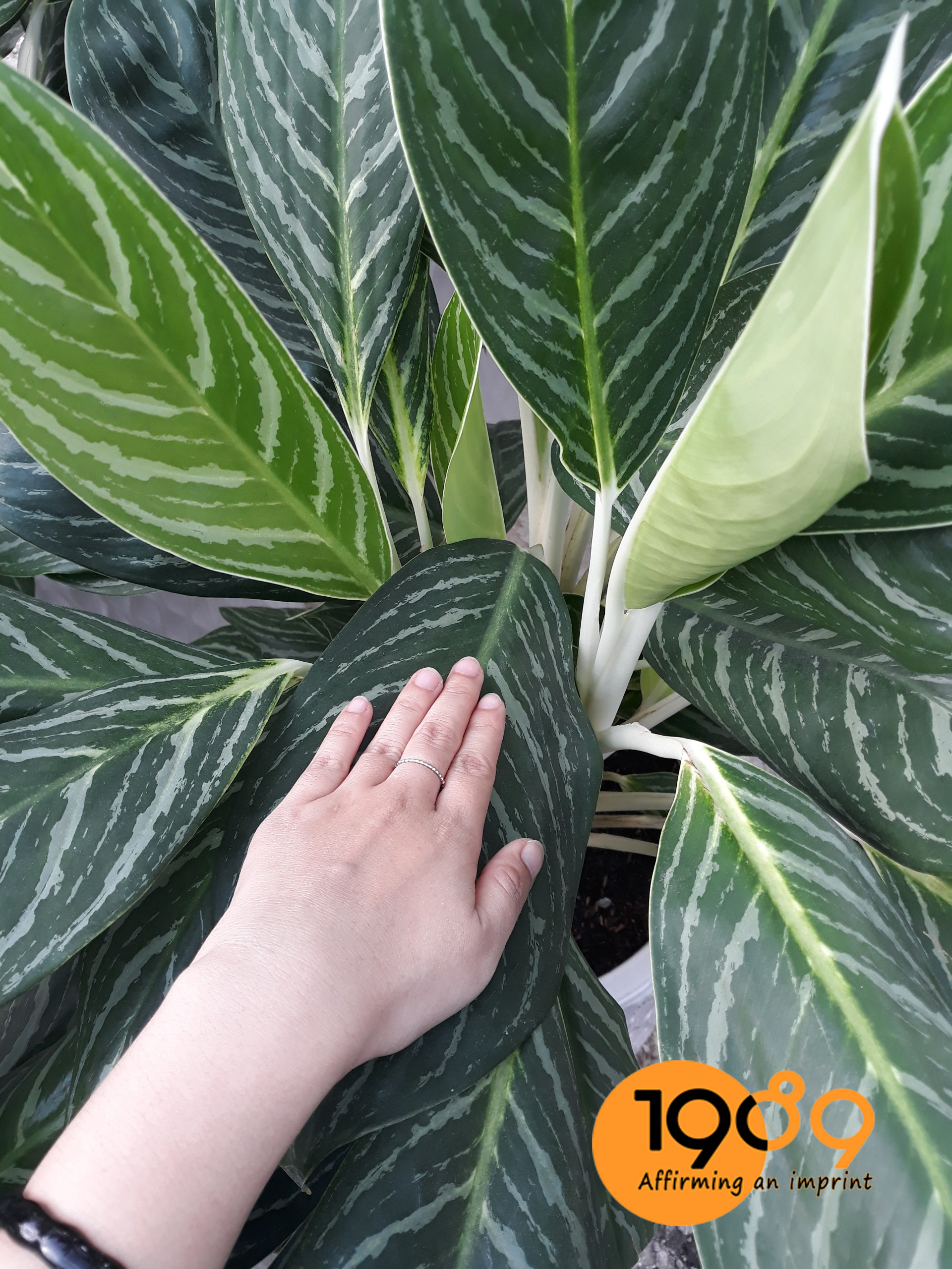 TÁC DỤNG của cây bạch mã hoàng tử