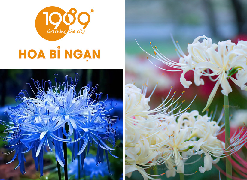 40 Loài Hoa Đẹp Nhất Thế Giới – Ý Nghĩa & Vẻ Đẹp Cuốn Hút