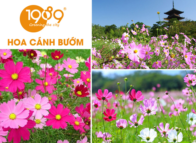 40 Loài Hoa Đẹp Nhất Thế Giới – Ý Nghĩa & Vẻ Đẹp Cuốn Hút