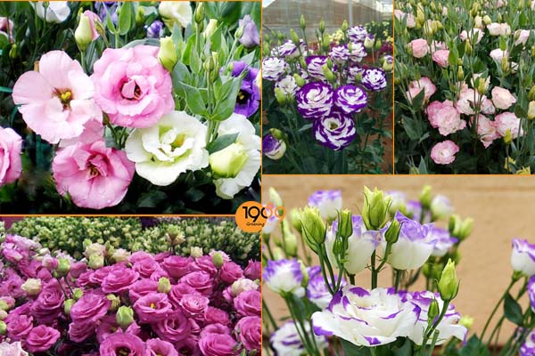 TOP Những Loài Hoa Đẹp Được Yêu Thích Tại Việt Nam Và Thế Giới