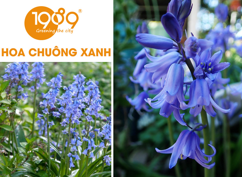 40 Loài Hoa Đẹp Nhất Thế Giới – Ý Nghĩa & Vẻ Đẹp Cuốn Hút